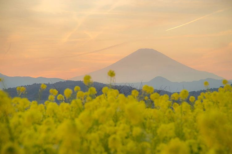 富士山　菜の花　吾妻山公園